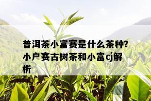 普洱茶小富赛是什么茶种？小户赛古树茶和小富cj解析