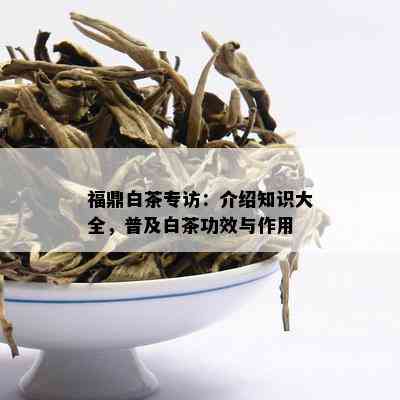 福鼎白茶专访：介绍知识大全，普及白茶功效与作用