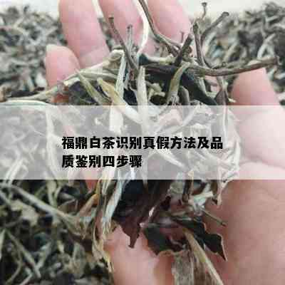 福鼎白茶识别真假方法及品质鉴别四步骤