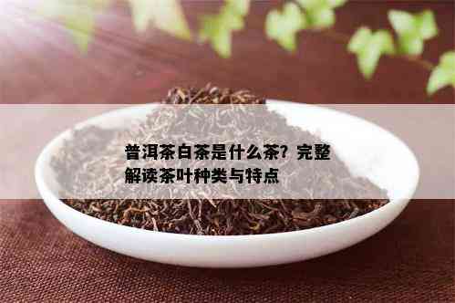 普洱茶白茶是什么茶？完整解读茶叶种类与特点