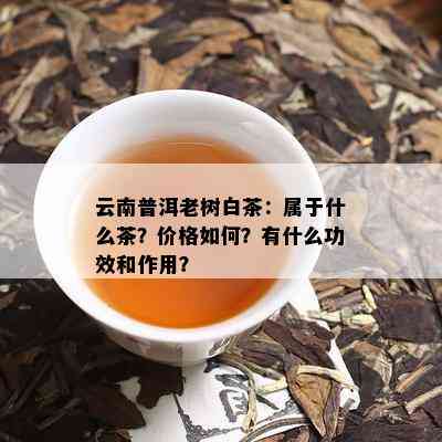 云南普洱老树白茶：属于什么茶？价格如何？有什么功效和作用？