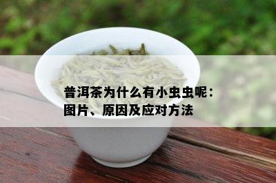 普洱茶为什么有小虫虫呢：图片、原因及应对方法