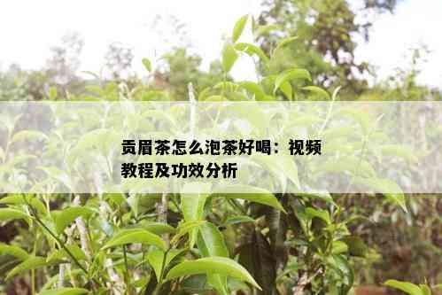 贡眉茶怎么泡茶好喝：视频教程及功效分析