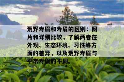 荒野寿眉和寿眉的区别：图片和详细比较，了解两者在外观、生态环境、习性等方面的差异，以及荒野寿眉与平常寿眉的不同。