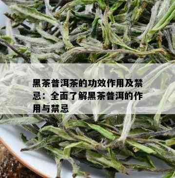 黑茶普洱茶的功效作用及禁忌：全面了解黑茶普洱的作用与禁忌