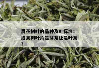 眉茶树叶的品种及叶标准：眉茶树叶片是芽茶还是叶茶？