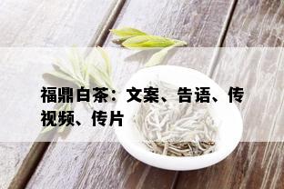 福鼎白茶：文案、告语、传视频、传片