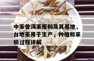 中茶普洱茶原料及其基地，台地茶用于生产，种植和采摘过程详解