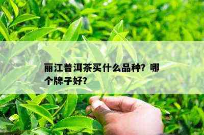 丽江普洱茶买什么品种？哪个牌子好？