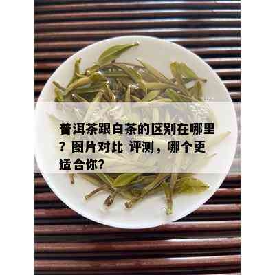 普洱茶跟白茶的区别在哪里？图片对比 评测，哪个更适合你？