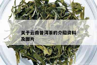 关于云南普洱茶的介绍资料及图片