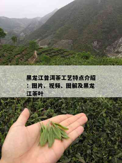 黑龙江普洱茶工艺特点介绍：图片、视频、图解及黑龙江茶叶