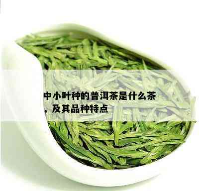 中小叶种的普洱茶是什么茶，及其品种特点