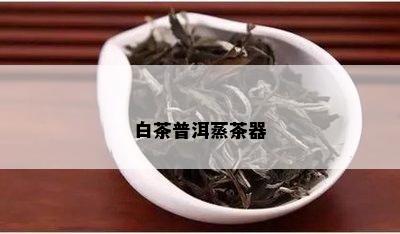 白茶普洱蒸茶器