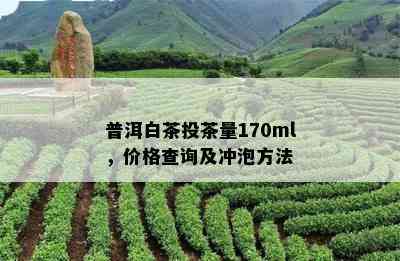 普洱白茶投茶量170ml，价格查询及冲泡方法