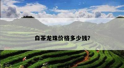 白茶龙珠价格多少钱？