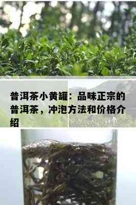 普洱茶小黄罐：品味正宗的普洱茶，冲泡方法和价格介绍