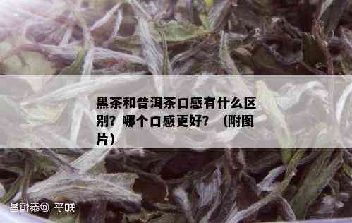 黑茶和普洱茶口感有什么区别？哪个口感更好？（附图片）