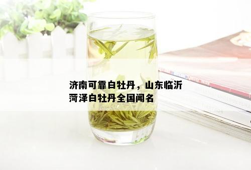 济南可靠白牡丹，山东临沂菏泽白牡丹全国闻名