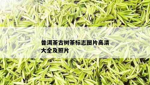 普洱茶古树茶标志图片高清大全及照片