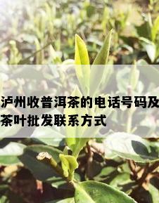 泸州收普洱茶的电话号码及茶叶批发联系方式