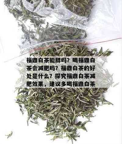 福鼎白茶能胖吗？喝福鼎白茶会减肥吗？福鼎白茶的好处是什么？探究福鼎白茶减肥效果，建议多喝福鼎白茶。