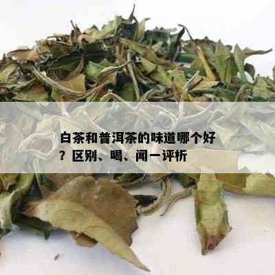 白茶和普洱茶的味道哪个好？区别、喝、闻一评析