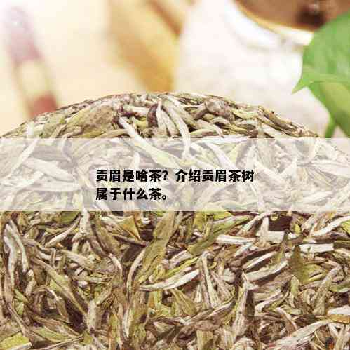 贡眉是啥茶？介绍贡眉茶树属于什么茶。