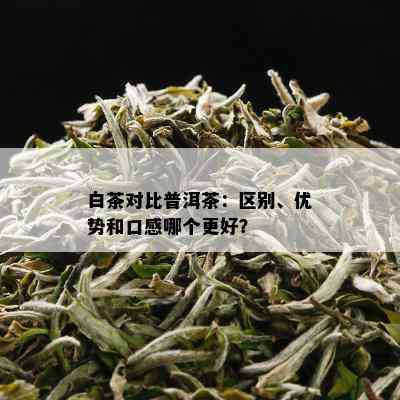 白茶对比普洱茶：区别、优势和口感哪个更好？