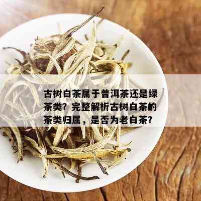 古树白茶属于普洱茶还是绿茶类？完整解析古树白茶的茶类归属，是否为老白茶？