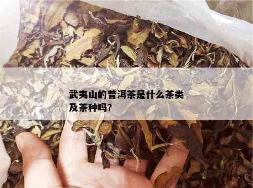 武夷山的普洱茶是什么茶类及茶种吗？