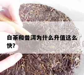 白茶和普洱为什么升值这么快？