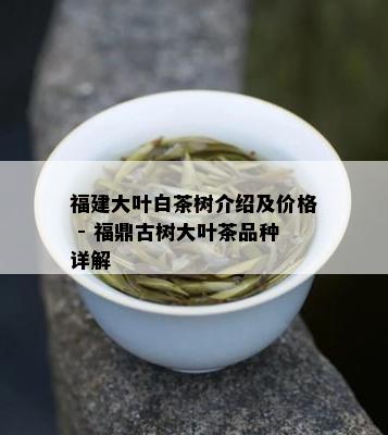 福建大叶白茶树介绍及价格 - 福鼎古树大叶茶品种详解