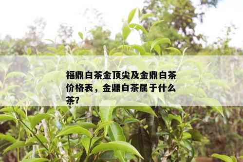 福鼎白茶金顶尖及金鼎白茶价格表，金鼎白茶属于什么茶？