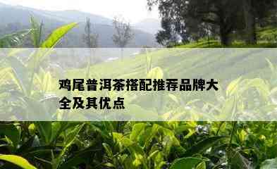 鸡尾普洱茶搭配推荐品牌大全及其优点