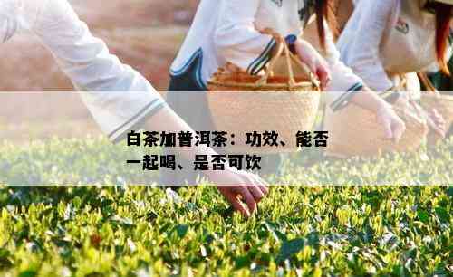 白茶加普洱茶：功效、能否一起喝、是否可饮