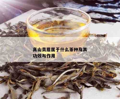 高山贡眉属于什么茶种及其功效与作用