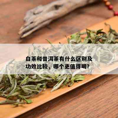 白茶和普洱茶有什么区别及功效比较，哪个更值得喝？