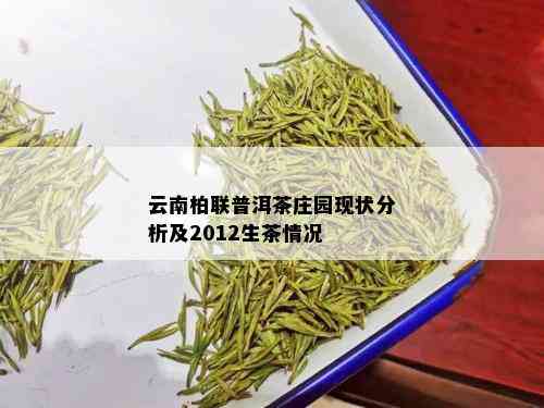 云南柏联普洱茶庄园现状分析及2012生茶情况