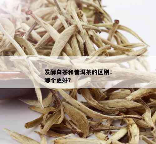 发酵白茶和普洱茶的区别：哪个更好？