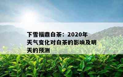 下雪福鼎白茶：2020年天气变化对白茶的影响及明天的预测