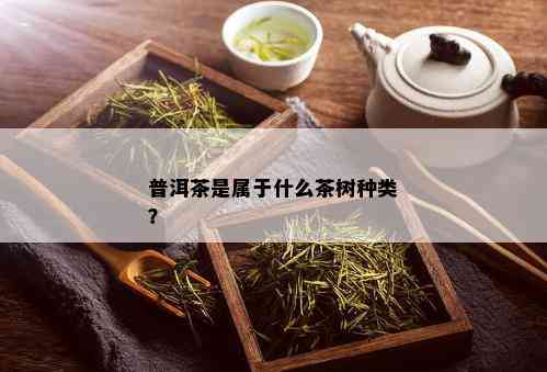 普洱茶是属于什么茶树种类？