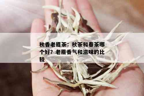 秋香老眉茶：秋茶和春茶哪个好？老眉香气和滋味的比较