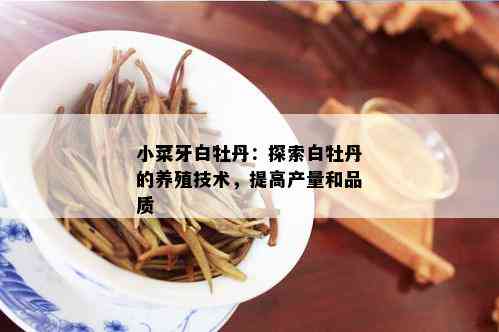 小菜牙白牡丹：探索白牡丹的养殖技术，提高产量和品质