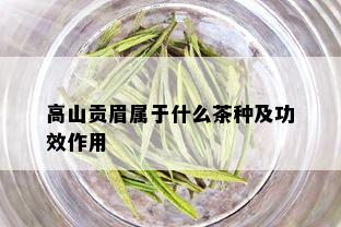 高山贡眉属于什么茶种及功效作用