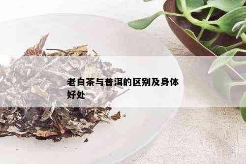 老白茶与普洱的区别及身体好处