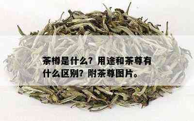 茶樽是什么？用途和茶尊有什么区别？附茶尊图片。