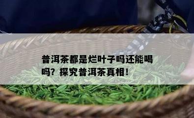 普洱茶都是烂叶子吗还能喝吗？探究普洱茶真相！