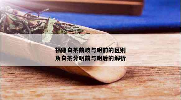 福鼎白茶前岐与明前的区别及白茶分明前与明后的解析