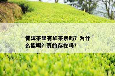 普洱茶里有红茶素吗？为什么能喝？真的存在吗？